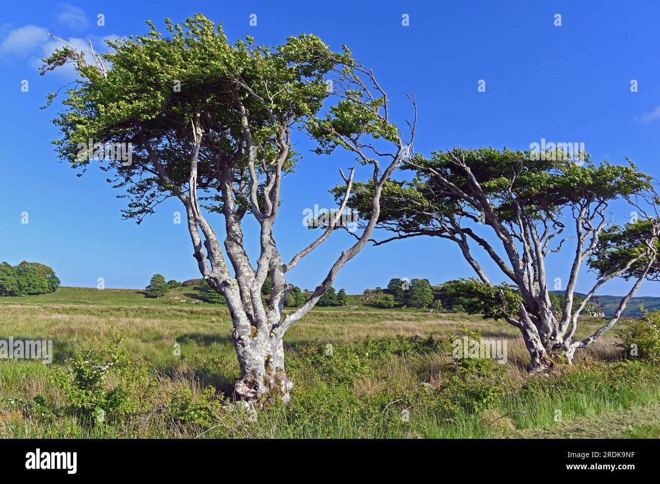 Wind distorted trees.Argyll and Bute, Western Scotland, United Kingdom, Europe. Stock Photo