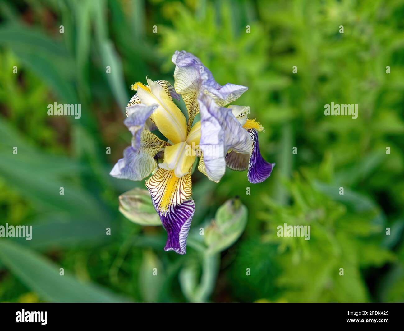 Irises in the garden in summer, Russia Stock Photo