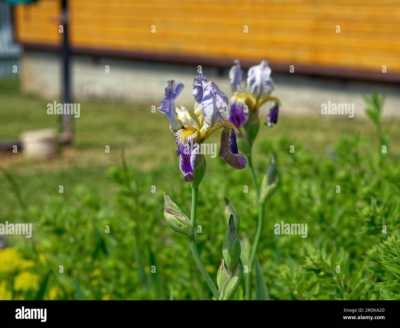 Irises in the garden in summer, Russia Stock Photo
