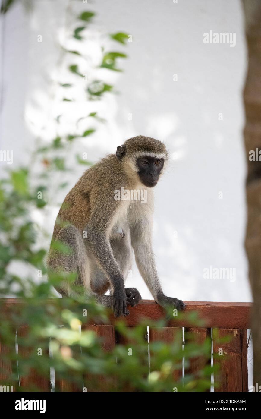 Gang of monkeys in Kenya Africa. Monkeys take over a hotel, Safari ...