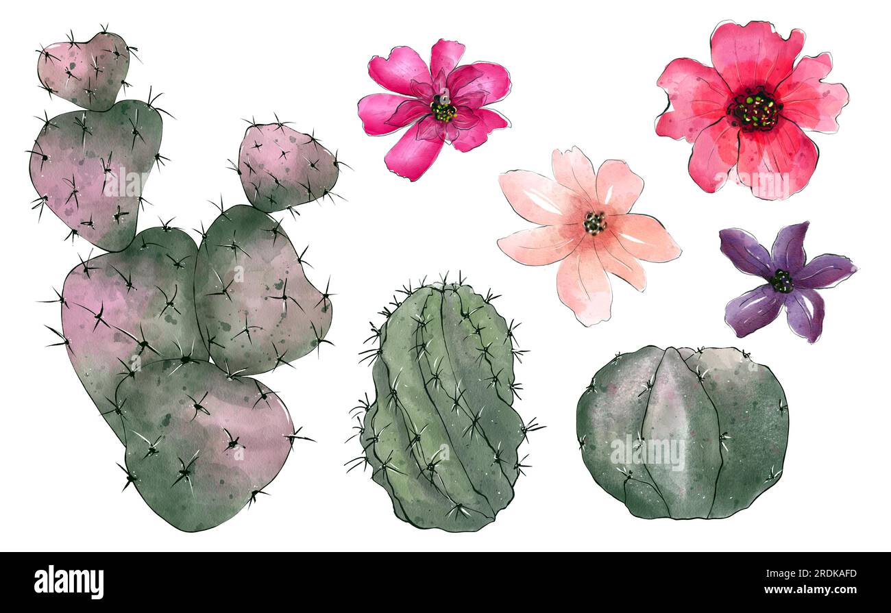 Watercolor cactus collection isolated on white background. Hand drawn ...