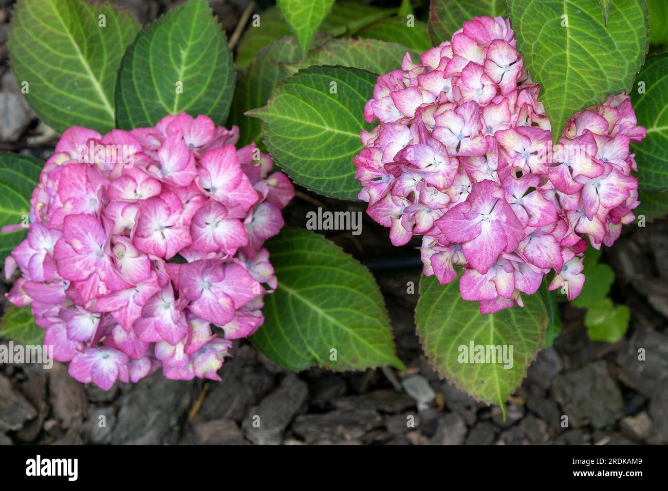 Pink hydrangea flowers in the garden. Bud close up. Grow a summer ...