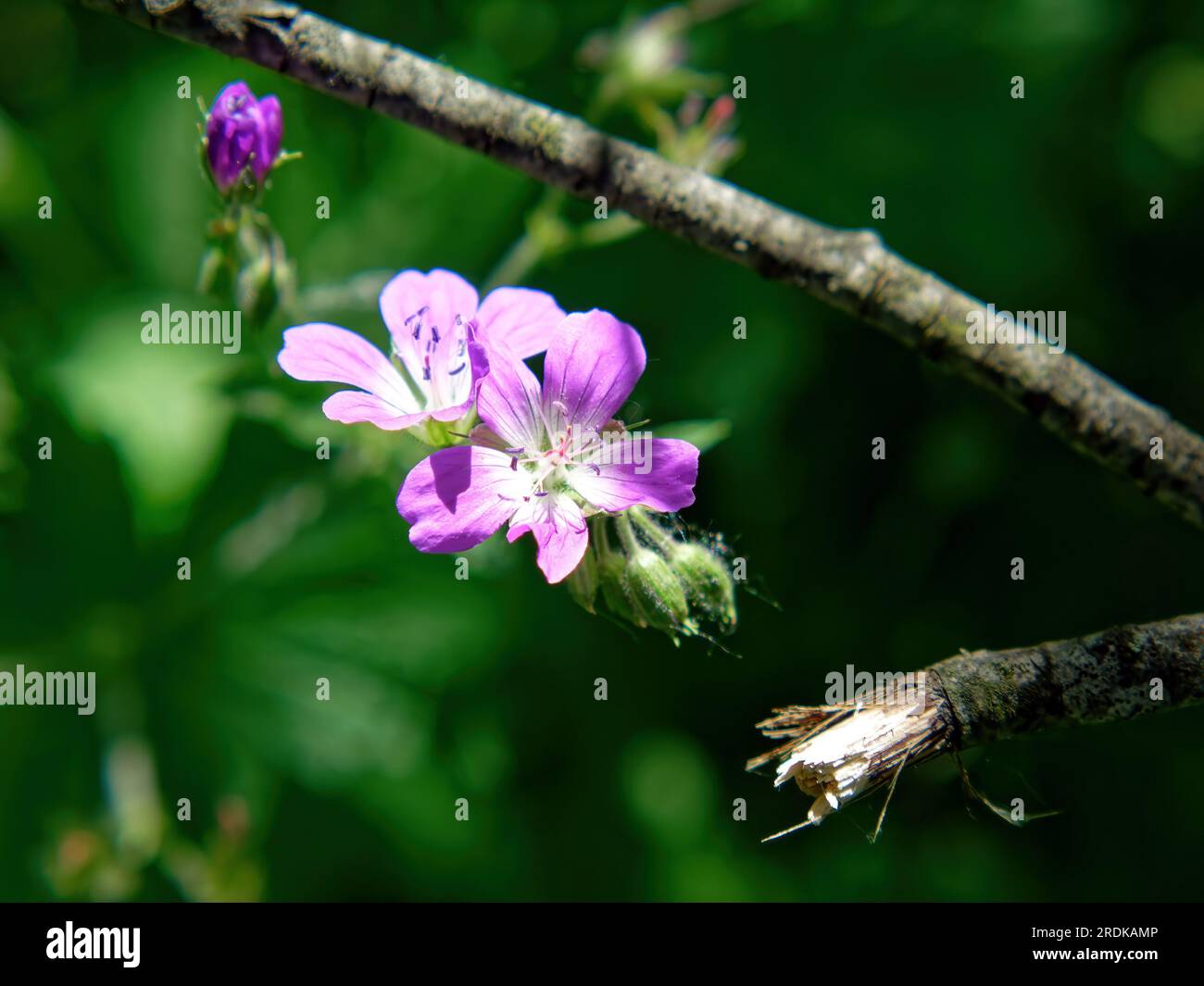 small purple flowers in the garden, in summer Stock Photo