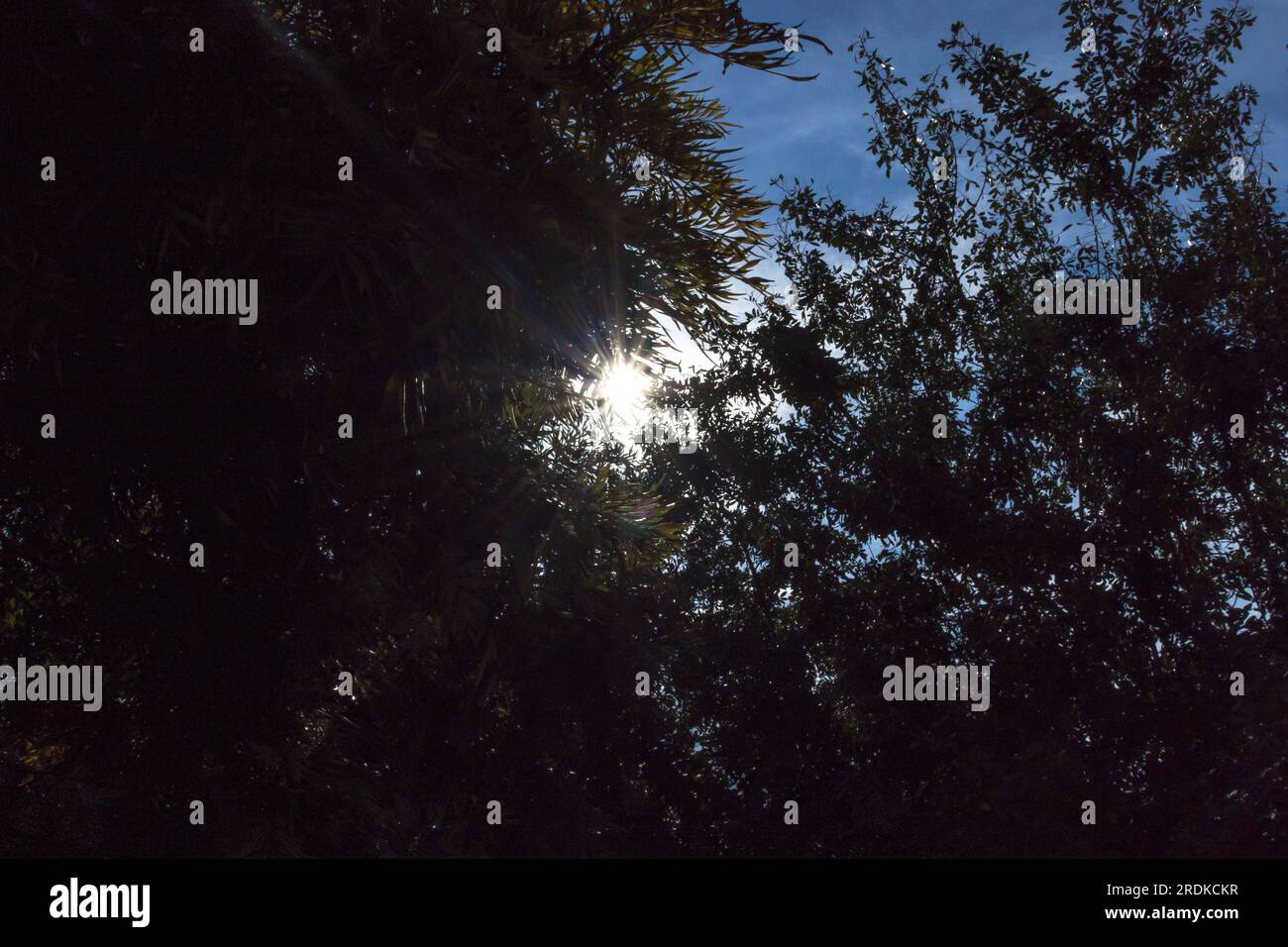 Sun beams through thick forestation -foliage Stock Photo