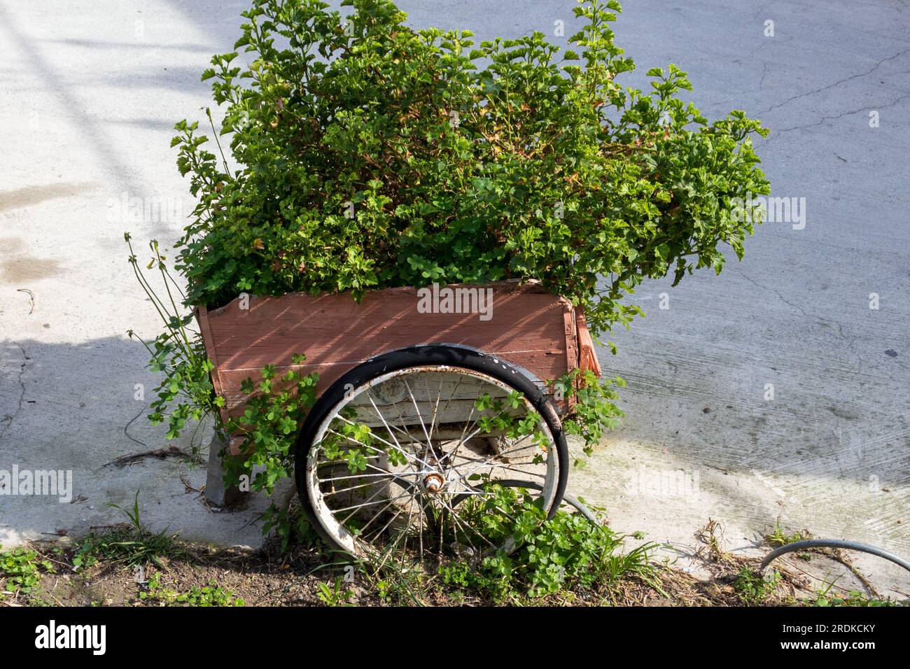 Old two-wheeled wagon that has been converted into a flower pot. Stock Photo