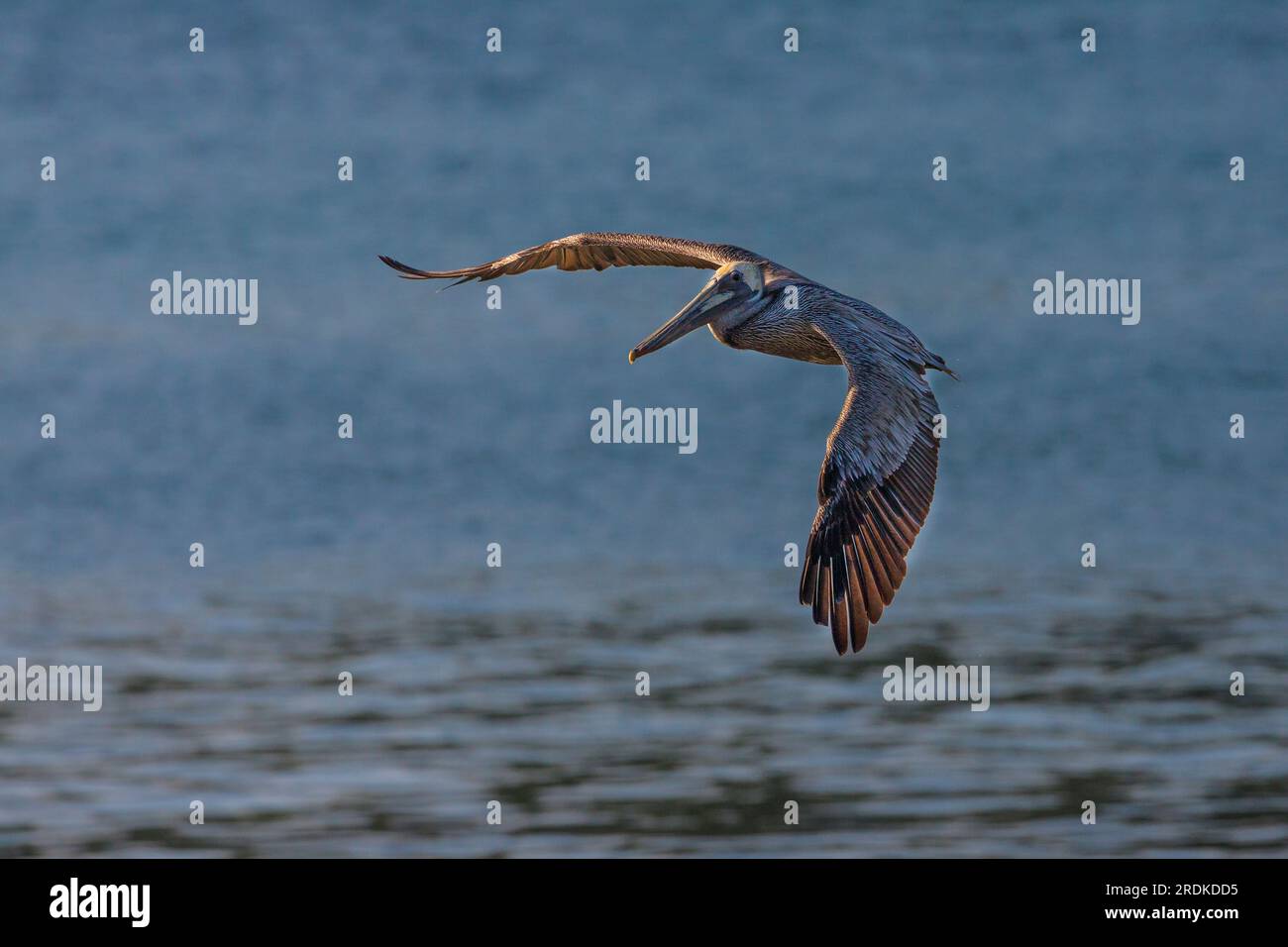 A brown pelican, Pelecanus occidentalis, in flight at the coast of Coiba Island, Pacific coast, Veraguas province, Republic of Panama, Central America Stock Photo