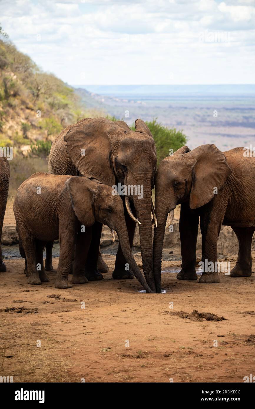Elephants in Kenya Africa. Animals from a herd of elephants in Kenya