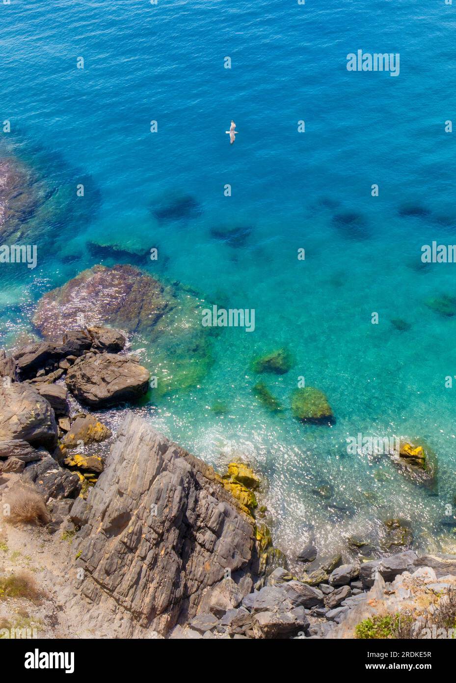 A seagull flies over turquoise water in front of a cove at Almunecar, Costa Tropical, Granada Province, Andalusia, southern Spain. Stock Photo