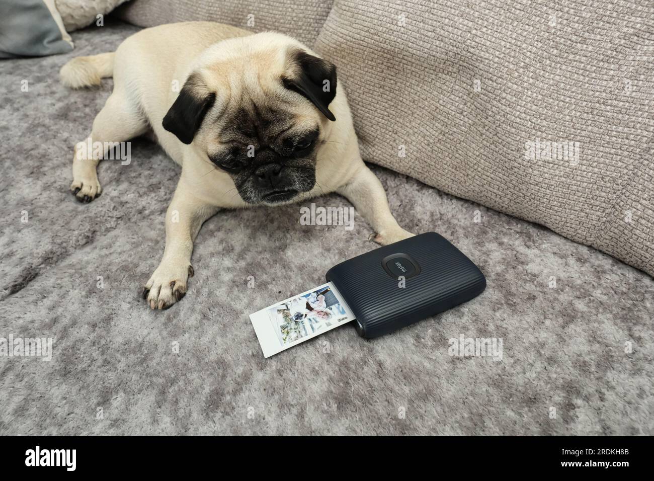 Cute Pug dog, lying down,  looking at a picture coming out of a Fuji instax printer of himself and his owner Stock Photo