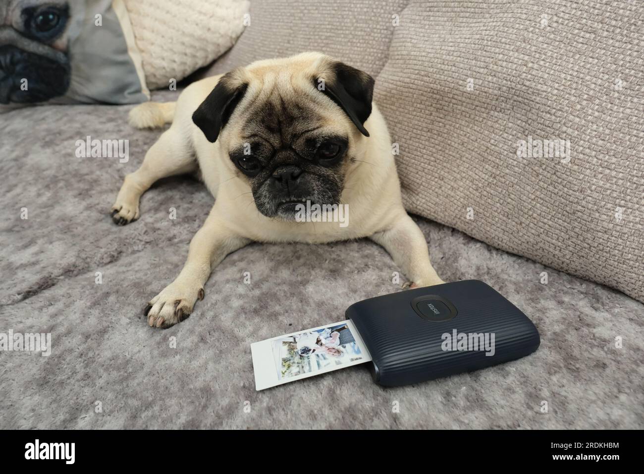 Cute Pug dog, lying down,  looking at a picture coming out of a Fuji instax printer of himself and his owner Stock Photo