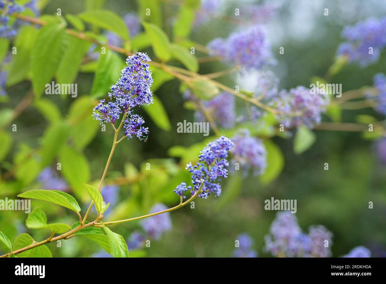 Ceanothus flowers, purple blue flowering shrub for garden and park, also called buckbrush, California lilac or soap bush, copy space, selected focus, Stock Photo