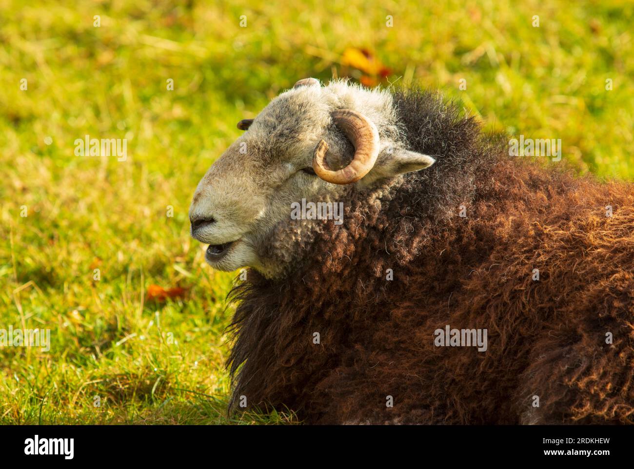 Herdwick Sheep Cumbria Stock Photo
