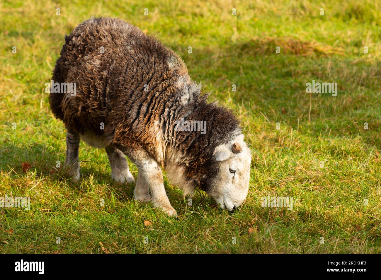Herdwick Sheep Grazing Stock Photo