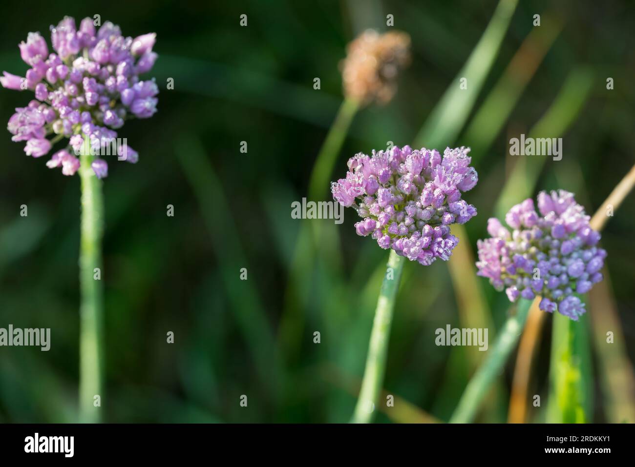 Allium angulosum, mouse garlic lilac flowers closeup selective focus Stock Photo