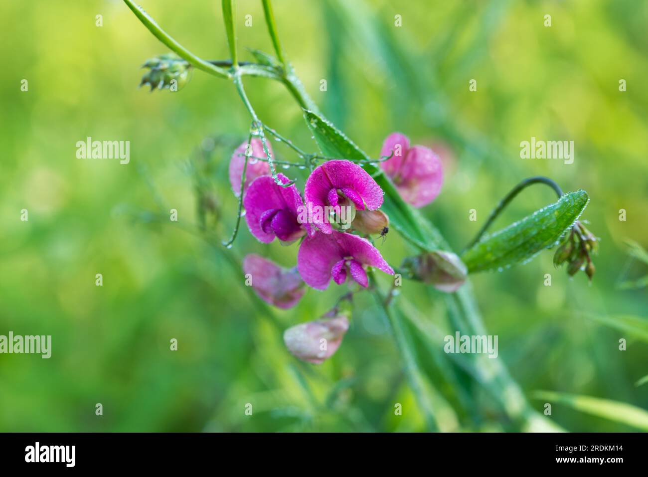 Lathyrus sylvestris, flat pea flowers with morning dew closeup selective focus Stock Photo