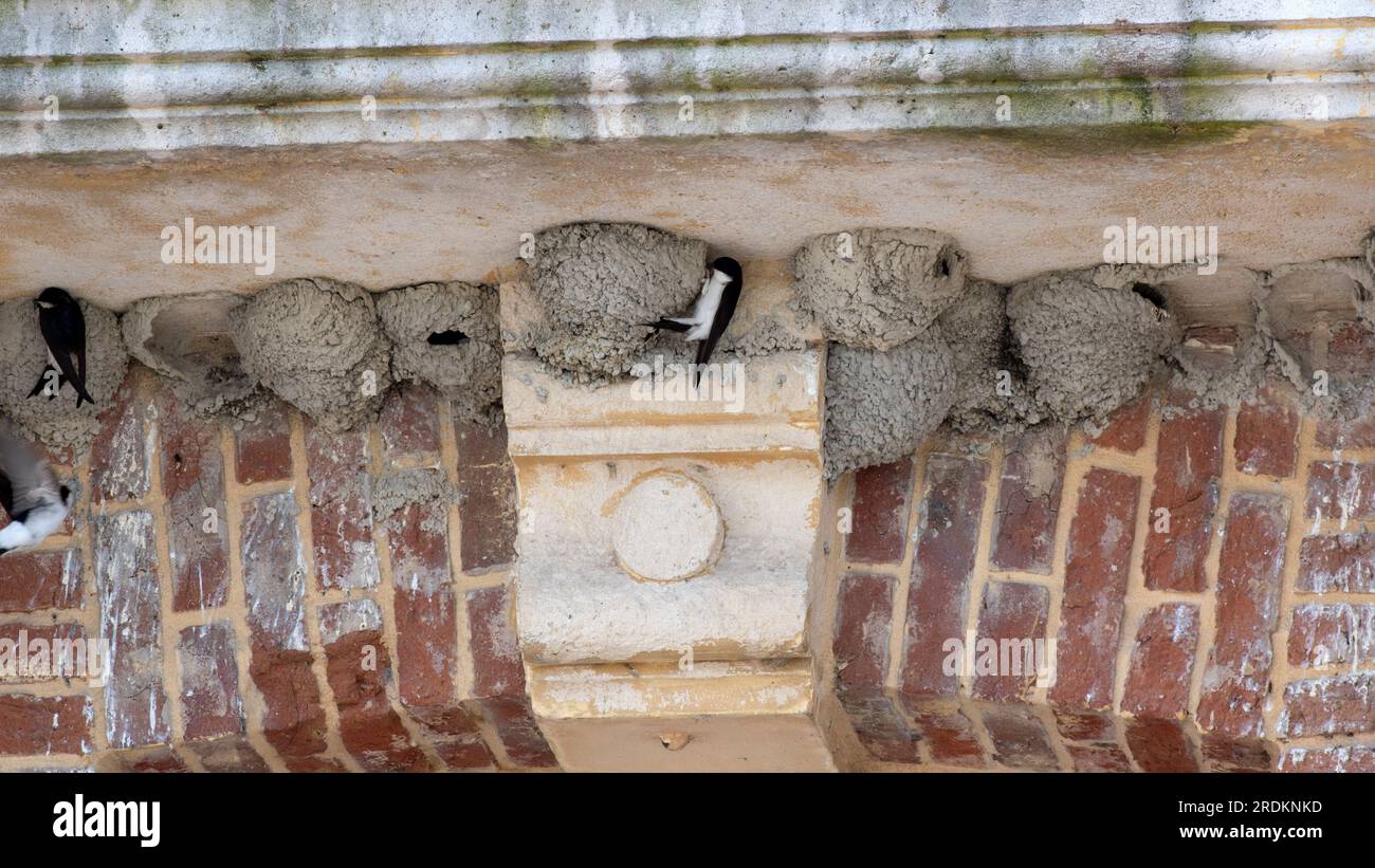 House martin nests under a balcony in St Valery sur Somme France Stock Photo