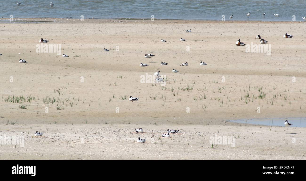 Shellducks hi-res stock photography and images - Alamy