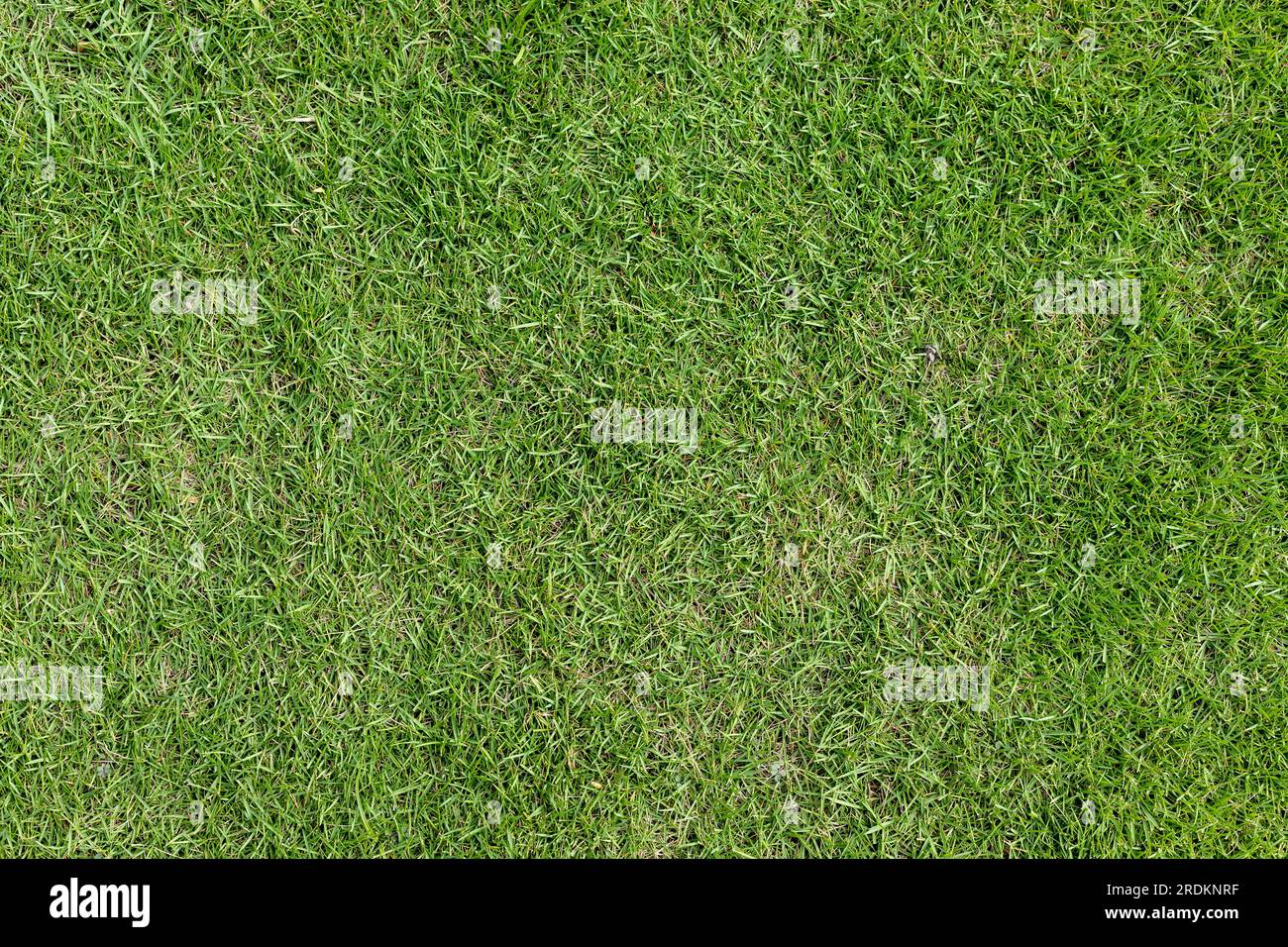 Green grass in the lawn top view or green nature texture background. Stock Photo