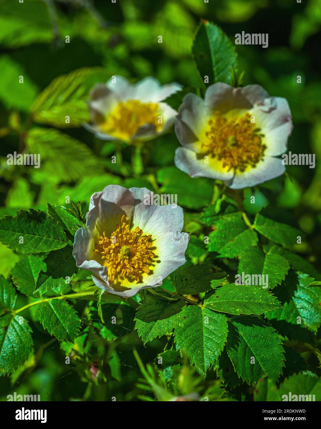 Close up of a dog rose, Rosa canina, with green leaves in spring time Stock Photo