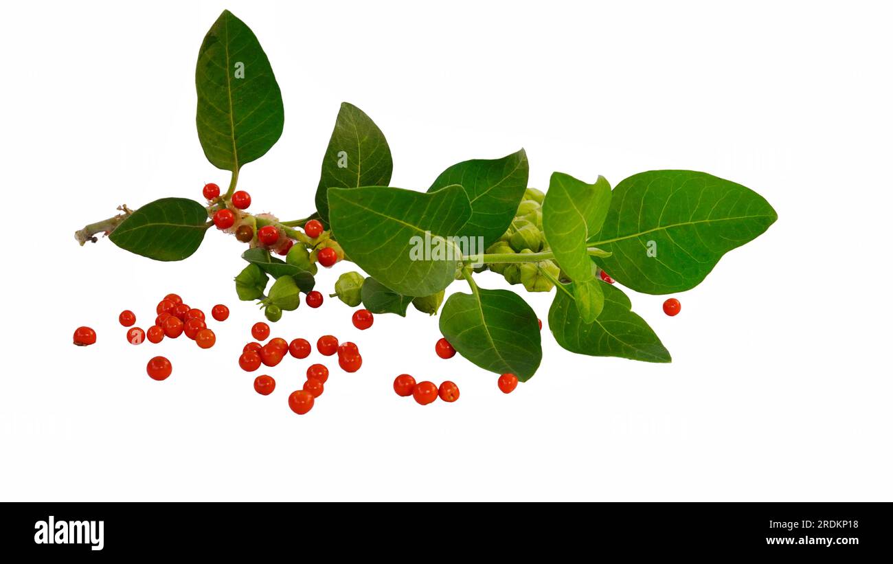 Aswagandha green leaves with green and red fruits over white background. Withania somnifera plant Stock Photo