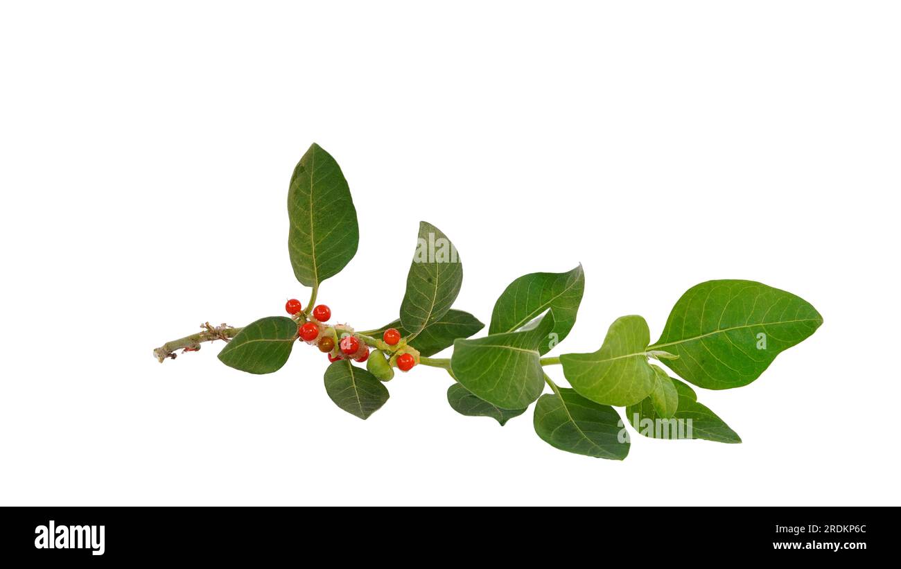 Withania somnifera or Ashwagandha green and red fruits or seeds isolated on white background. Stock Photo