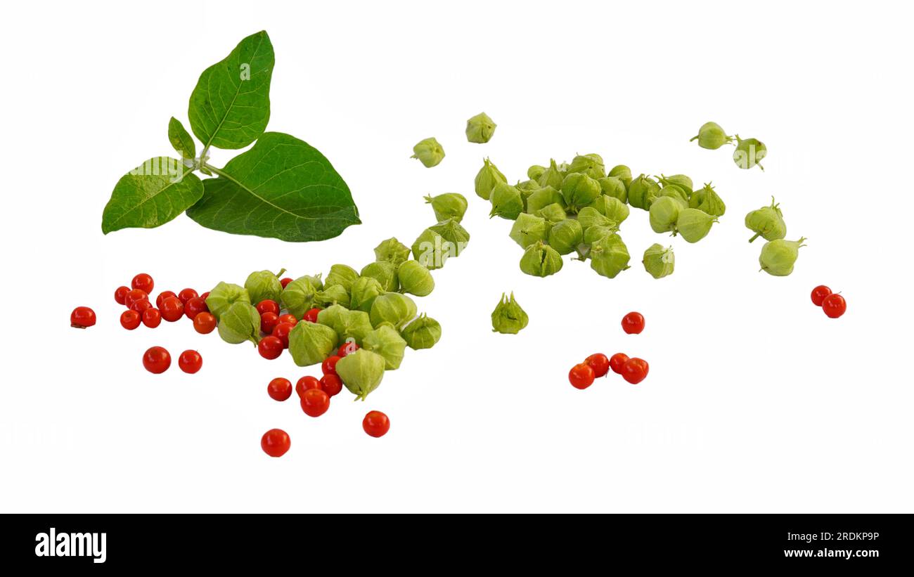 Aswagandha green leaves with green and red fruits over white background. Withania somnifera plant. Studio shot. Stock Photo