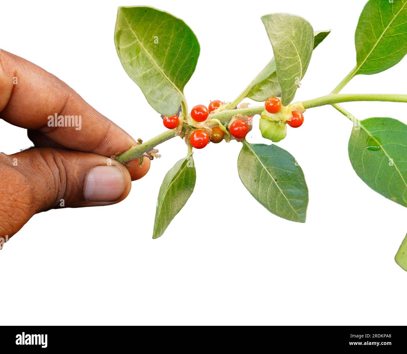 man holding ashwagandha or withania somnifera branch with green and red fruits. Stock Photo