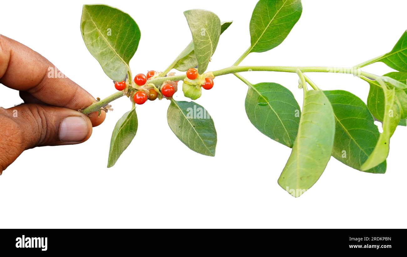 Aswagandha green leaves with green and red fruits over white background. Withania somnifera plant. Studio shot. Stock Photo