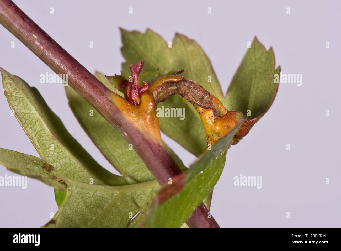 Hawthorn juniper rust (Gymnosporangium sp.) rust pustules, aecial horns and swellings on leaves and petioles and stems of hawthorn (Crataegus monogyna Stock Photo