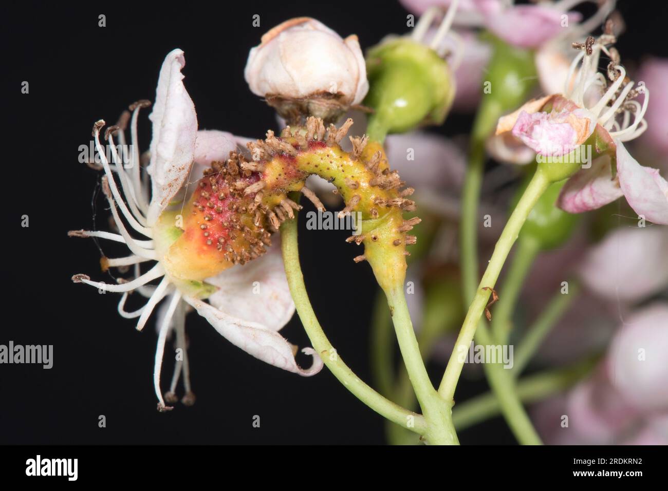 Hawthorn juniper rust (Gymnosporangium sp.) rust pustules, aecial horns, and swellings on flower and peduncle of hawthorn (Crataegus monogyna), May Stock Photo