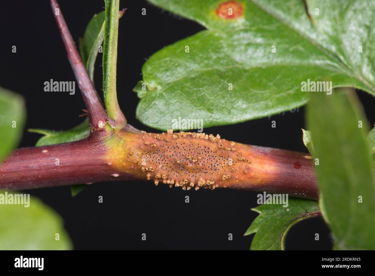 Hawthorn juniper rust (Gymnosporangium sp.) rust pustules, aecial horns and swellings on leaves and petioles and stems of hawthorn (Crataegus monogyna Stock Photo