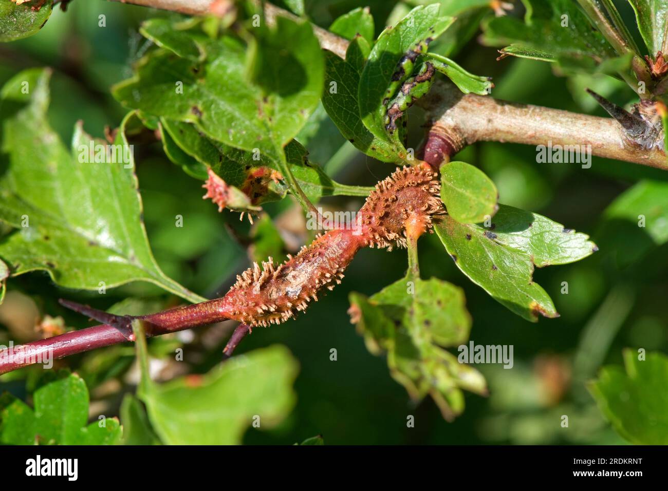 Hawthorn juniper rust (Gymnosporangium sp.) rust pustules, aecial horns and swellings on leaves and petioles and stems of hawthorn (Crataegus monogyna Stock Photo