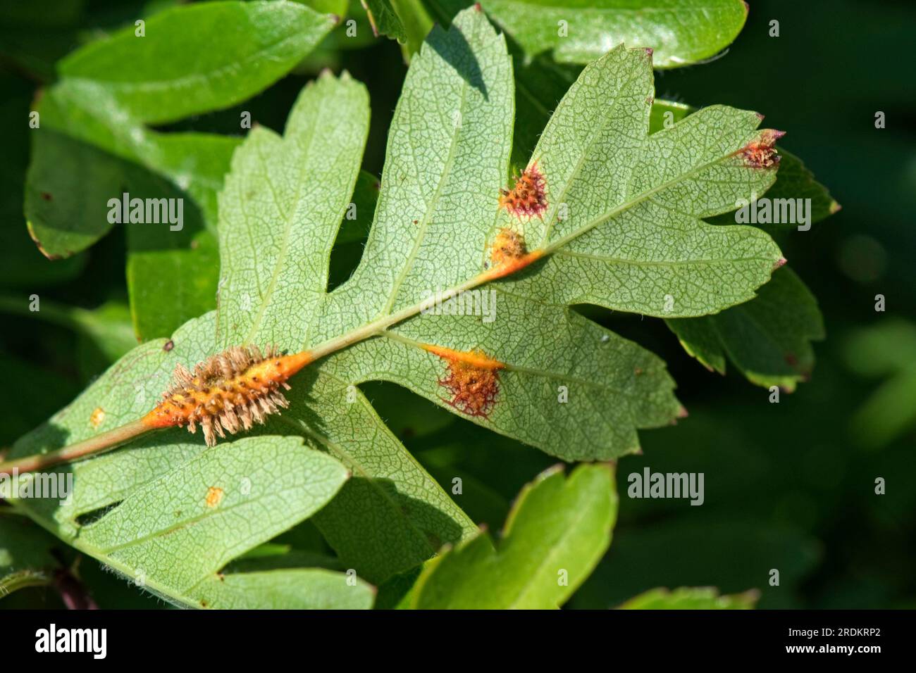 Hawthorn juniper rust (Gymnosporangium sp.) rust pustules, aecial horns and swellings on leaaf midrib and stem of hawthorn (Crataegus monogyna), May Stock Photo