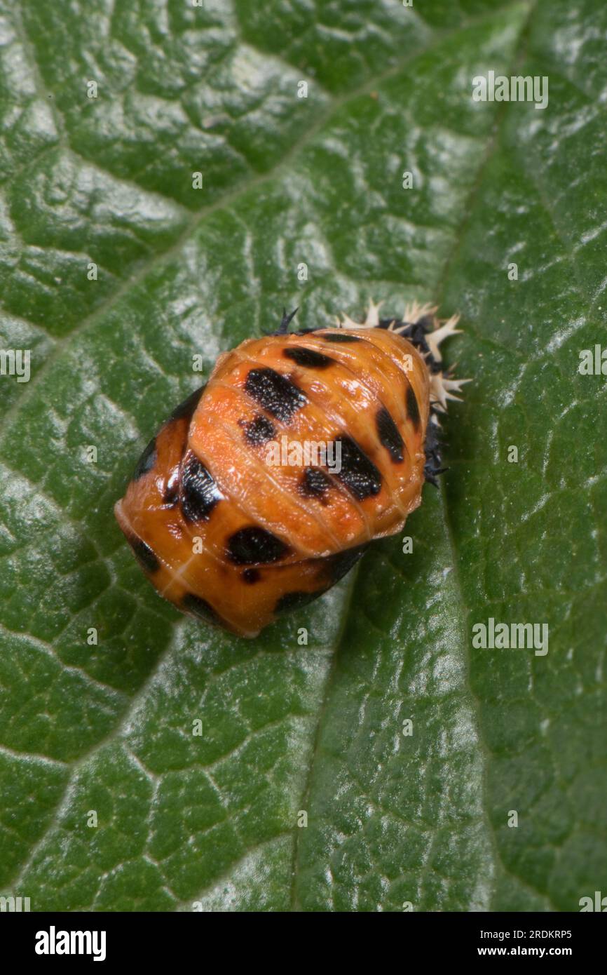 Brightly coloured pupa of the harlequin, Asian or multicoloured ladybird or lady beetle (Harmonia axyridis) on the upper surface of a rose leaf, June Stock Photo