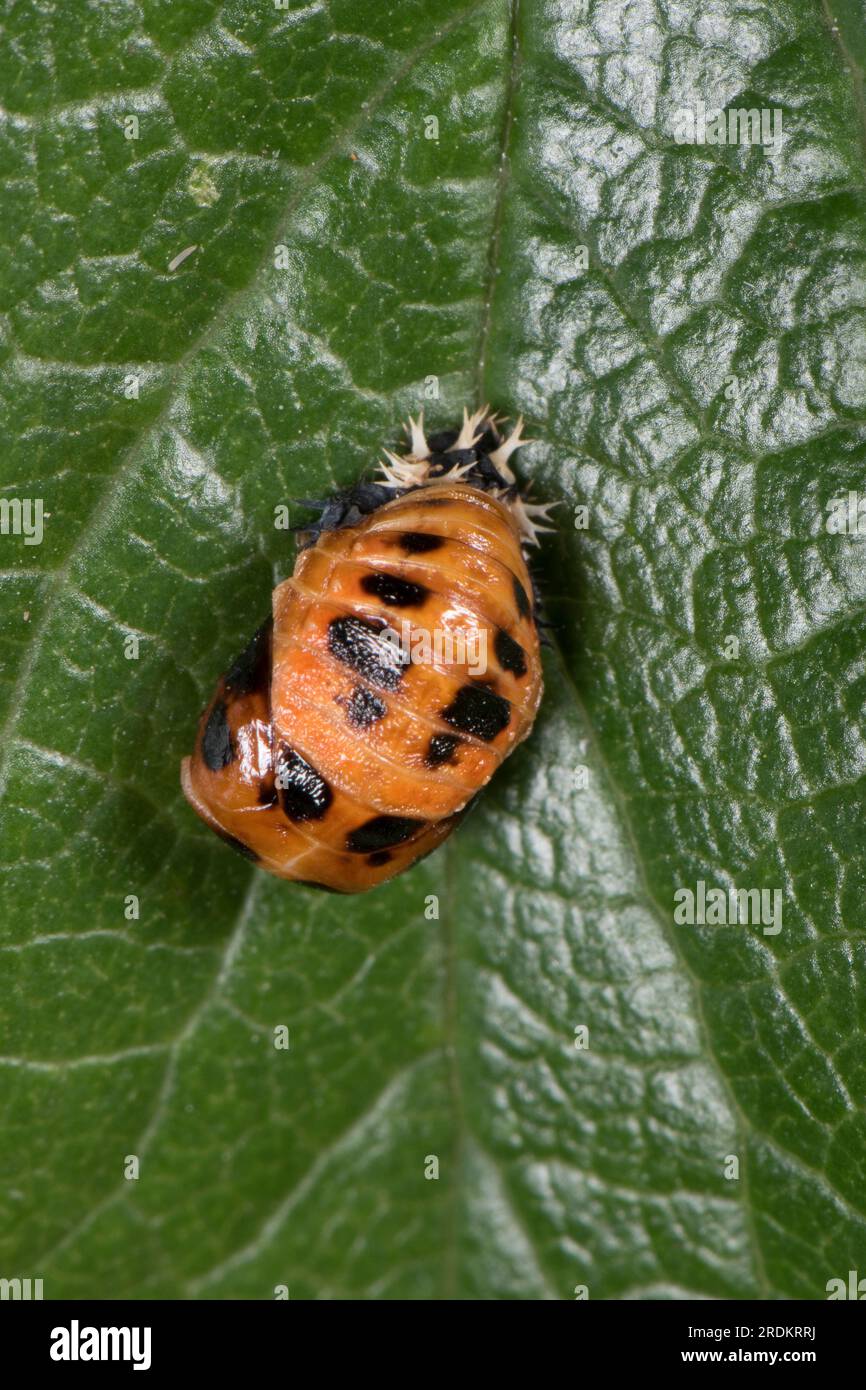 Brightly coloured pupa of the harlequin, Asian or multicoloured ladybird or lady beetle (Harmonia axyridis) on the upper surface of a rose leaf, June Stock Photo
