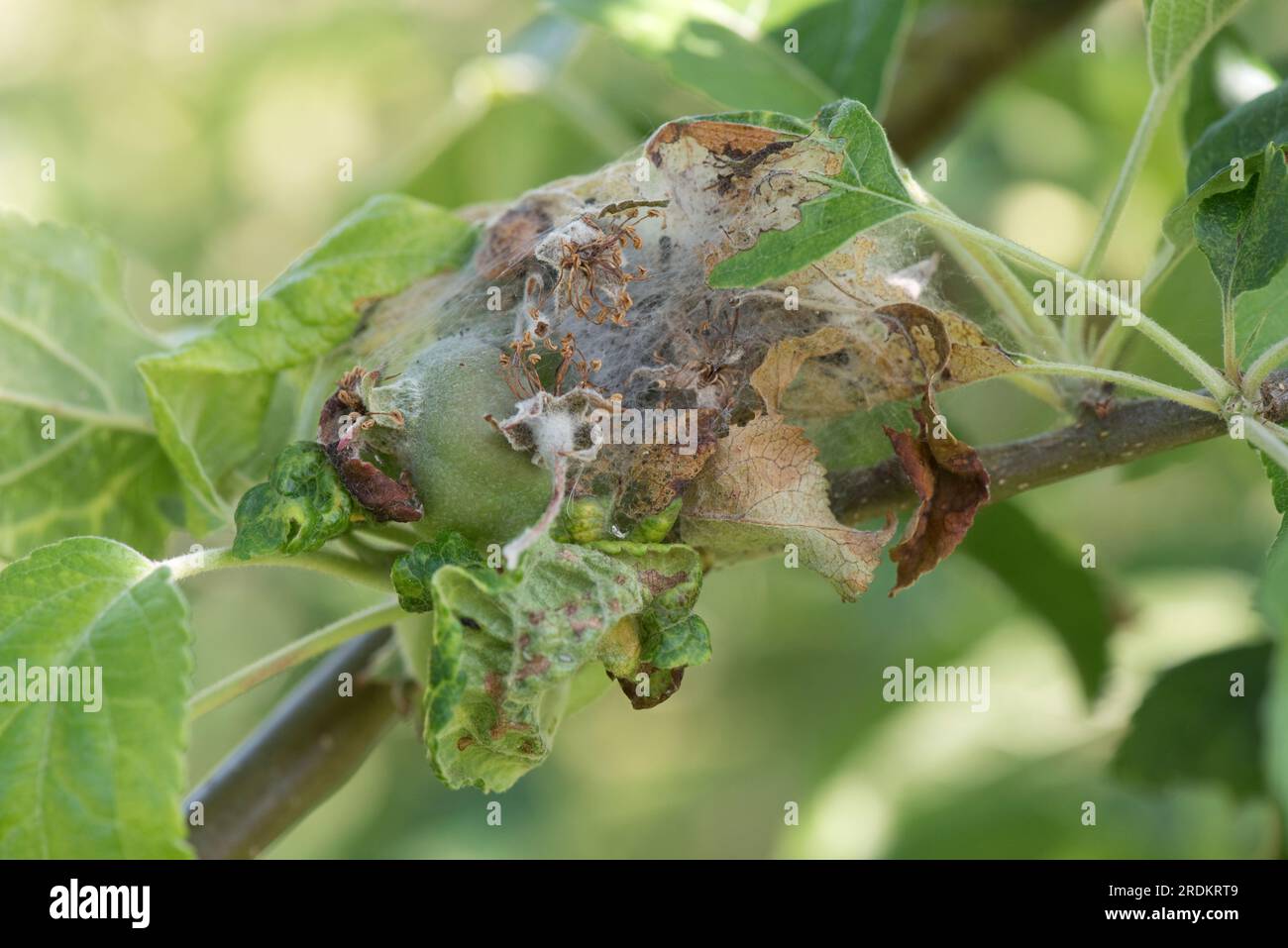 Caterpillars of apple ermine moth (Yponomeuta malinellus) inside a larval web on damaged and skeletonised apple foliage on and orchard tree, Berkshire Stock Photo