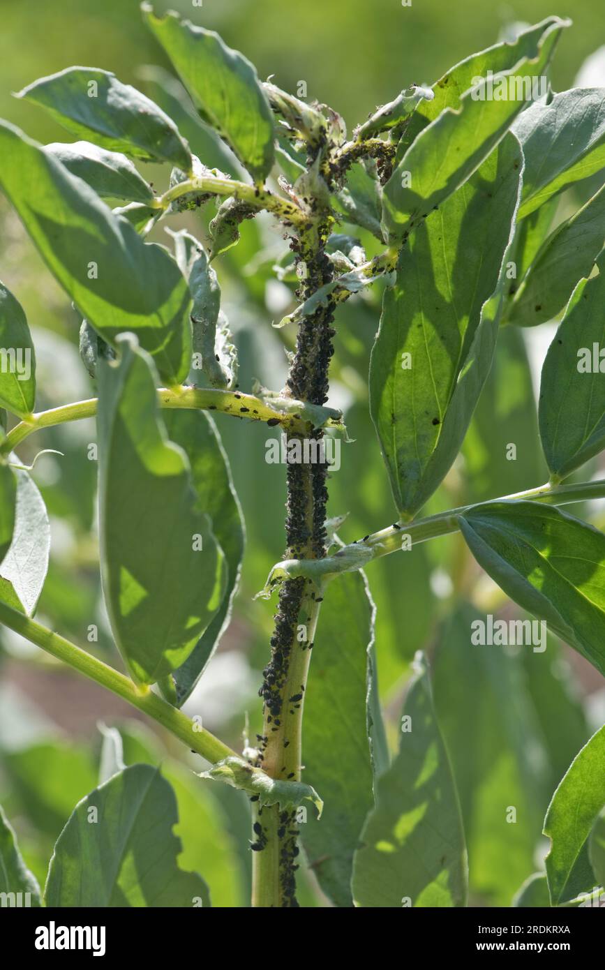 Infestation of black bean aphids (Aphis fabae), plant sucking pests close to the growing tip of a broad bean plant in a vegetable garden, Berkshire, J Stock Photo