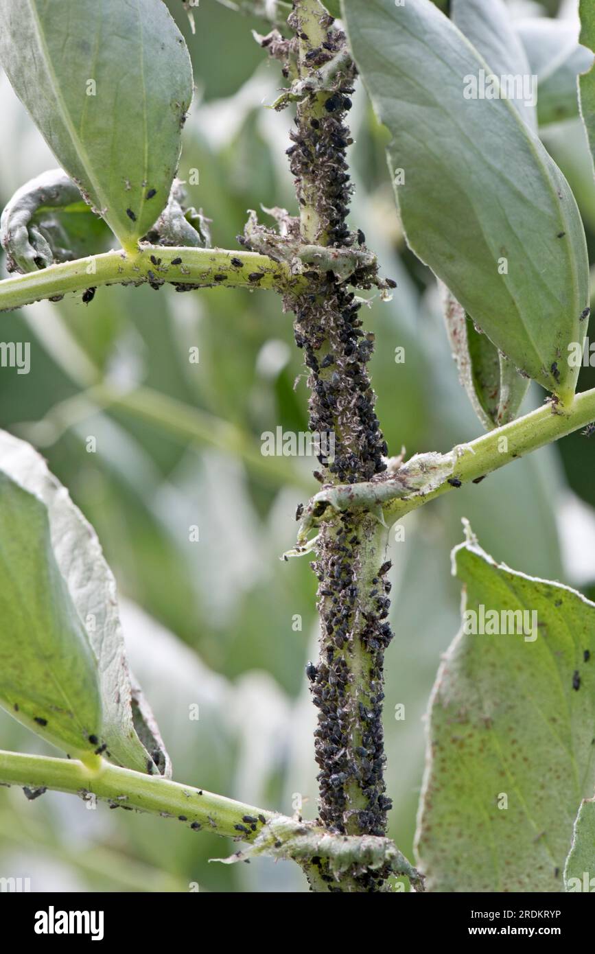 Infestation of black bean aphids (Aphis fabae), plant sucking pests close to the growing tip of a broad bean plant in a vegetable garden, Berkshire, J Stock Photo