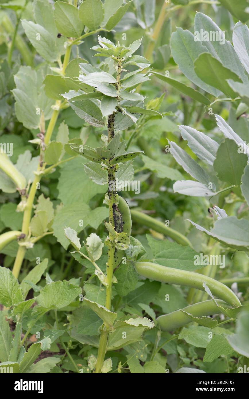 Infestation of black bean aphids (Aphis fabae), plant sucking pests close to the growing tip of a broad bean plant in a vegetable garden, Berkshire, J Stock Photo