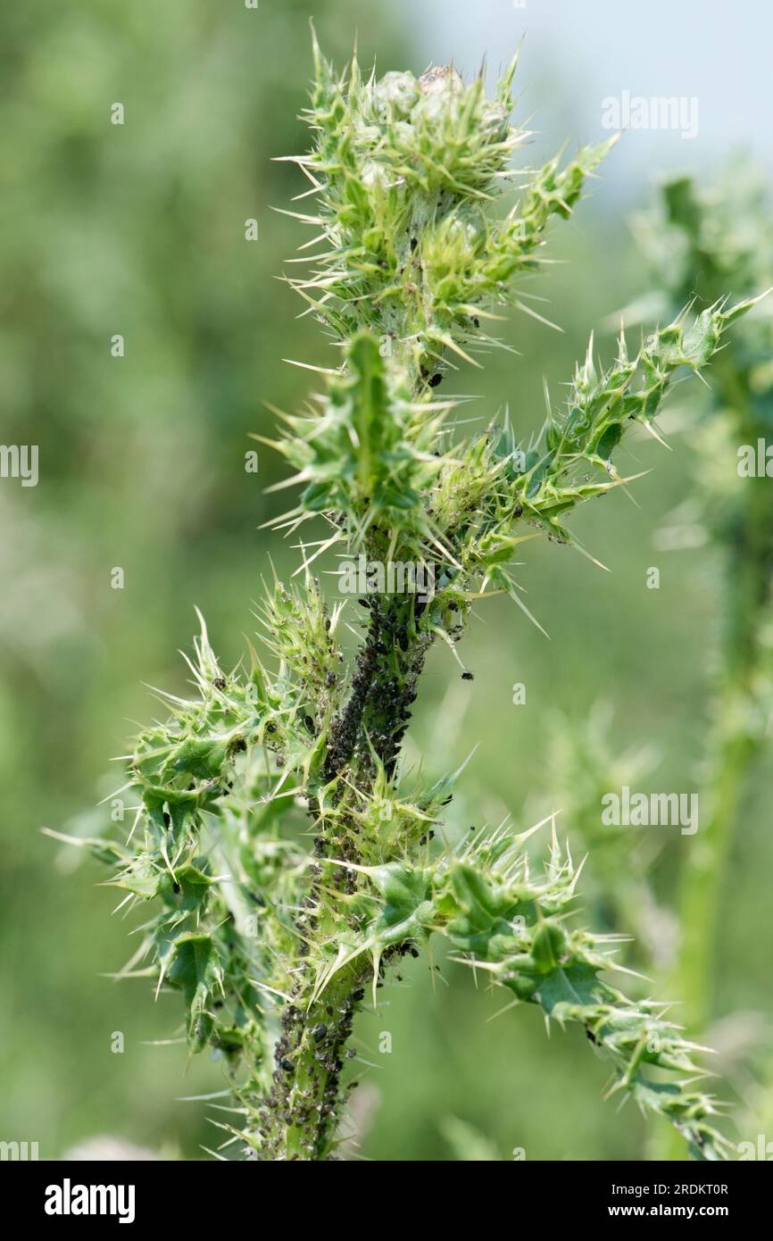 Black spindle-thistle aphid (Aphis fabae cirsiiacanthoidis) infestation at the apex of flower growth on a creeping thistle, Berkshire, June Stock Photo