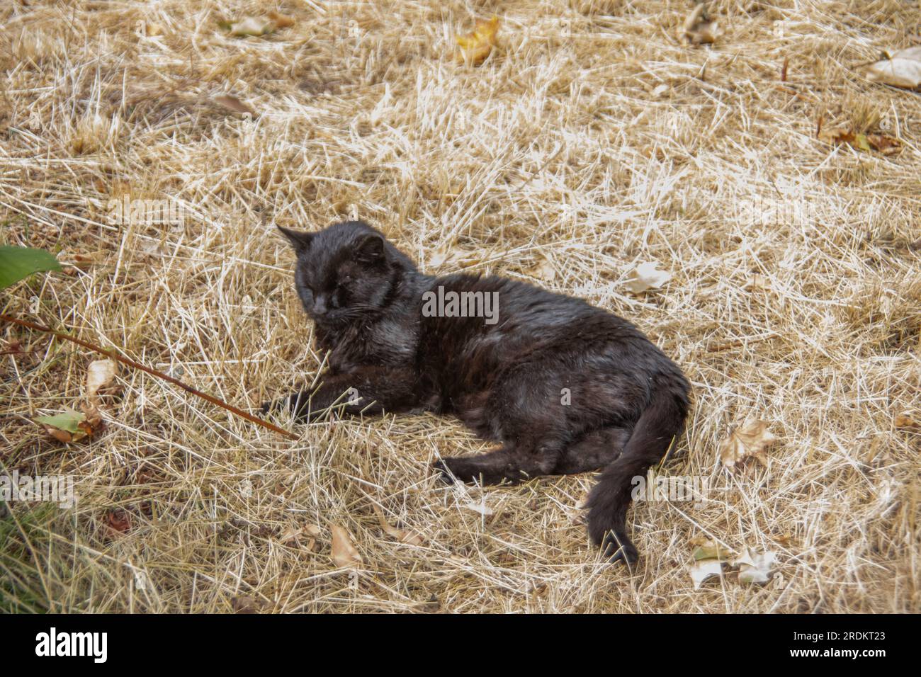 Black Cat is lying in the straw Stock Photo