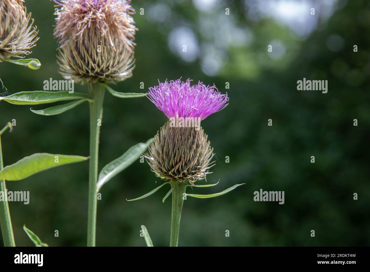 Thistles with purple flowers in summer Stock Photo