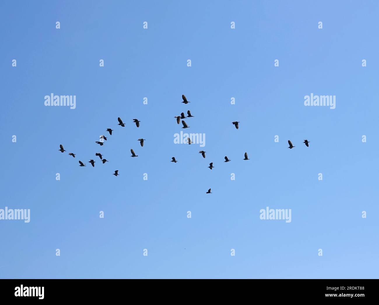 Contours of many free flying black crows in the flock in the cloudless ...