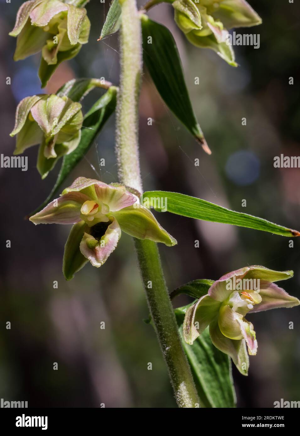 Broad-leaved helleborine Stock Photo