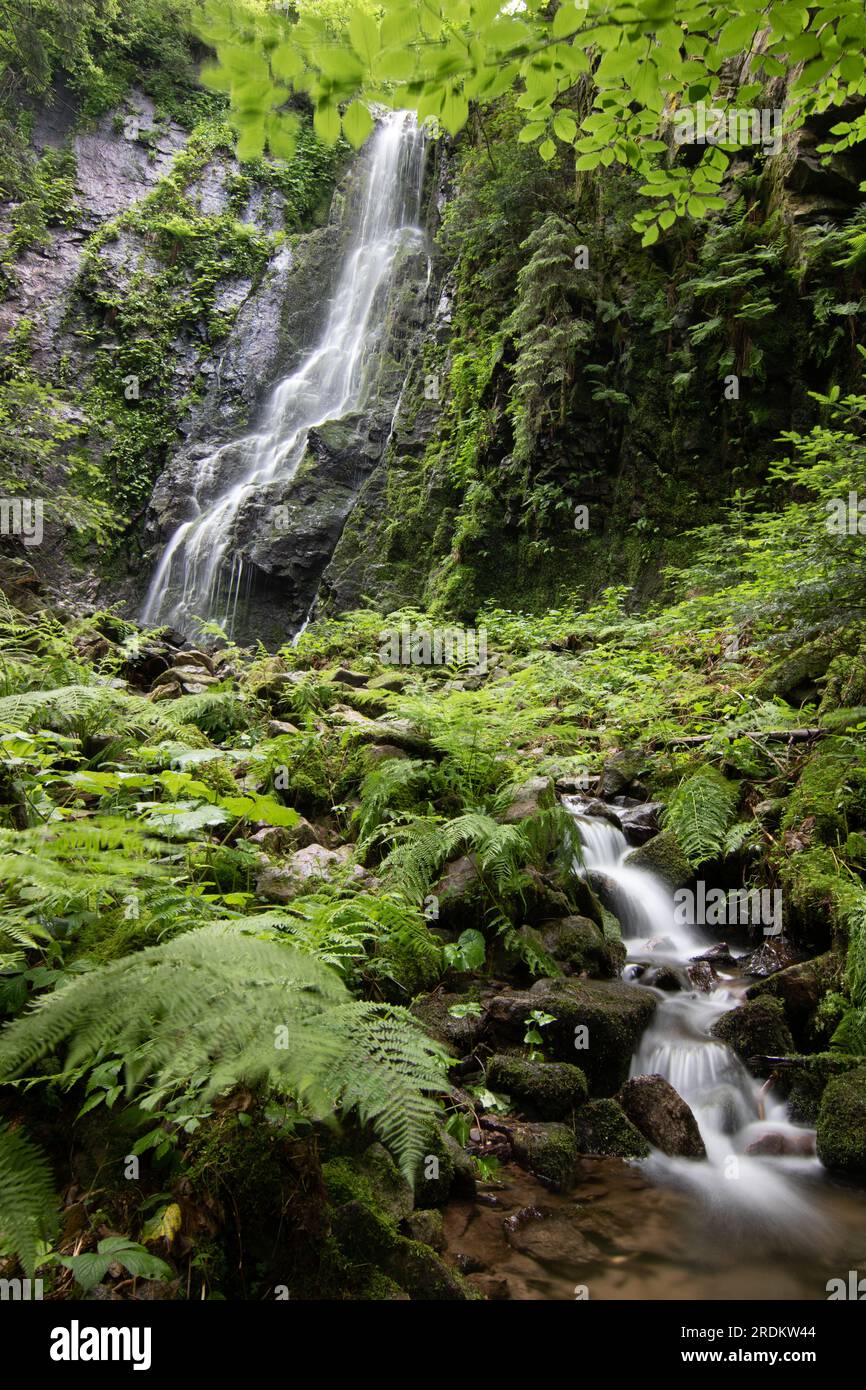 The Burgbach Waterfall in the coniferous forest falls over granite rocks into the valley near Bad Rippoldsau-Schapbach, landscape shot in nature, Blac Stock Photo