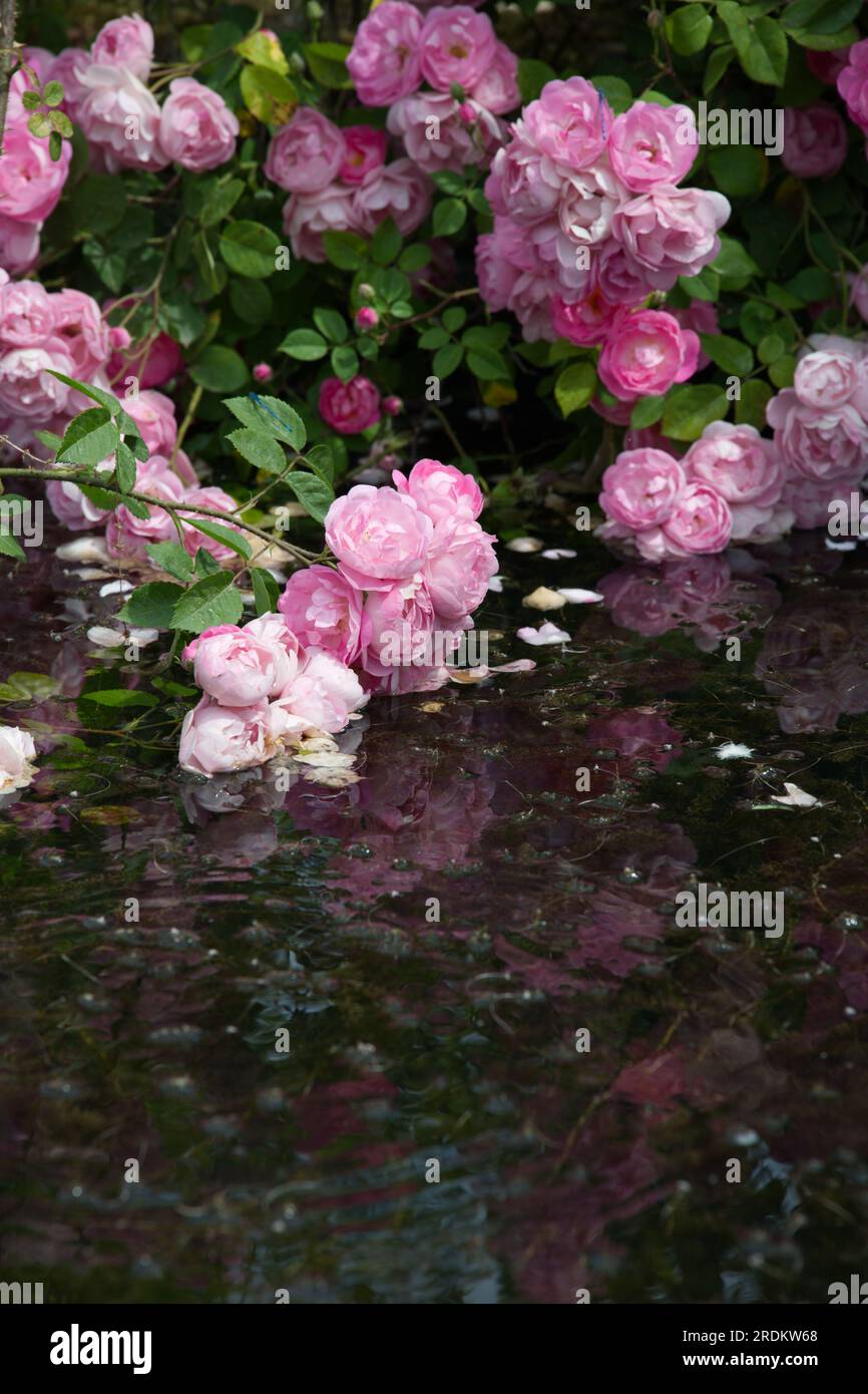 Delicate pink cupped summer flowers of 'Macrantha' hybrid groundcover rose Rosa Raubritter trailing into water in UK garden June Stock Photo