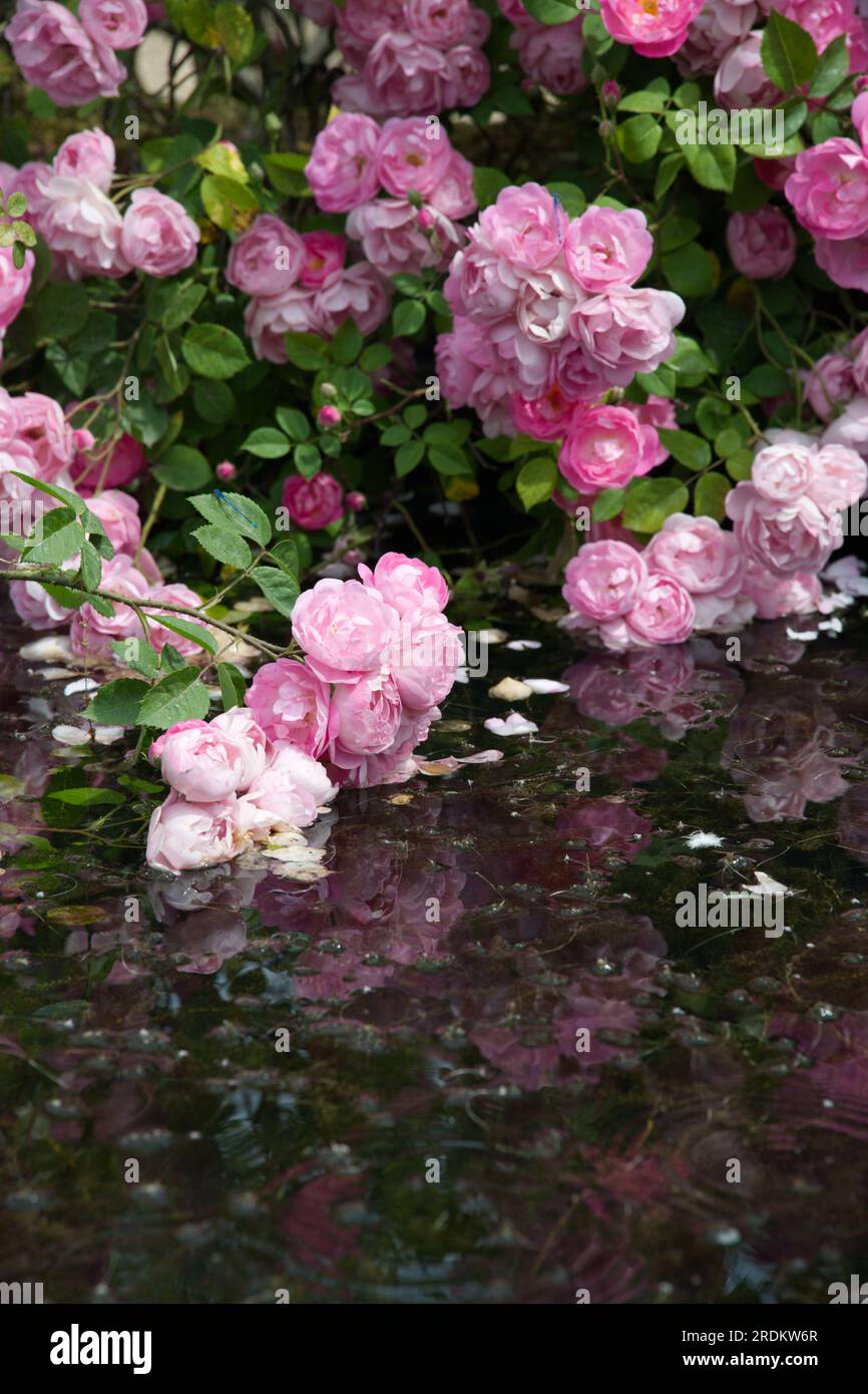 Delicate pink cupped summer flowers of 'Macrantha' hybrid groundcover rose Rosa Raubritter trailing into water in UK garden June Stock Photo