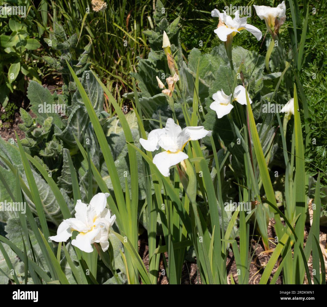 Iris Sibirica 'White Swirl' Stock Photo