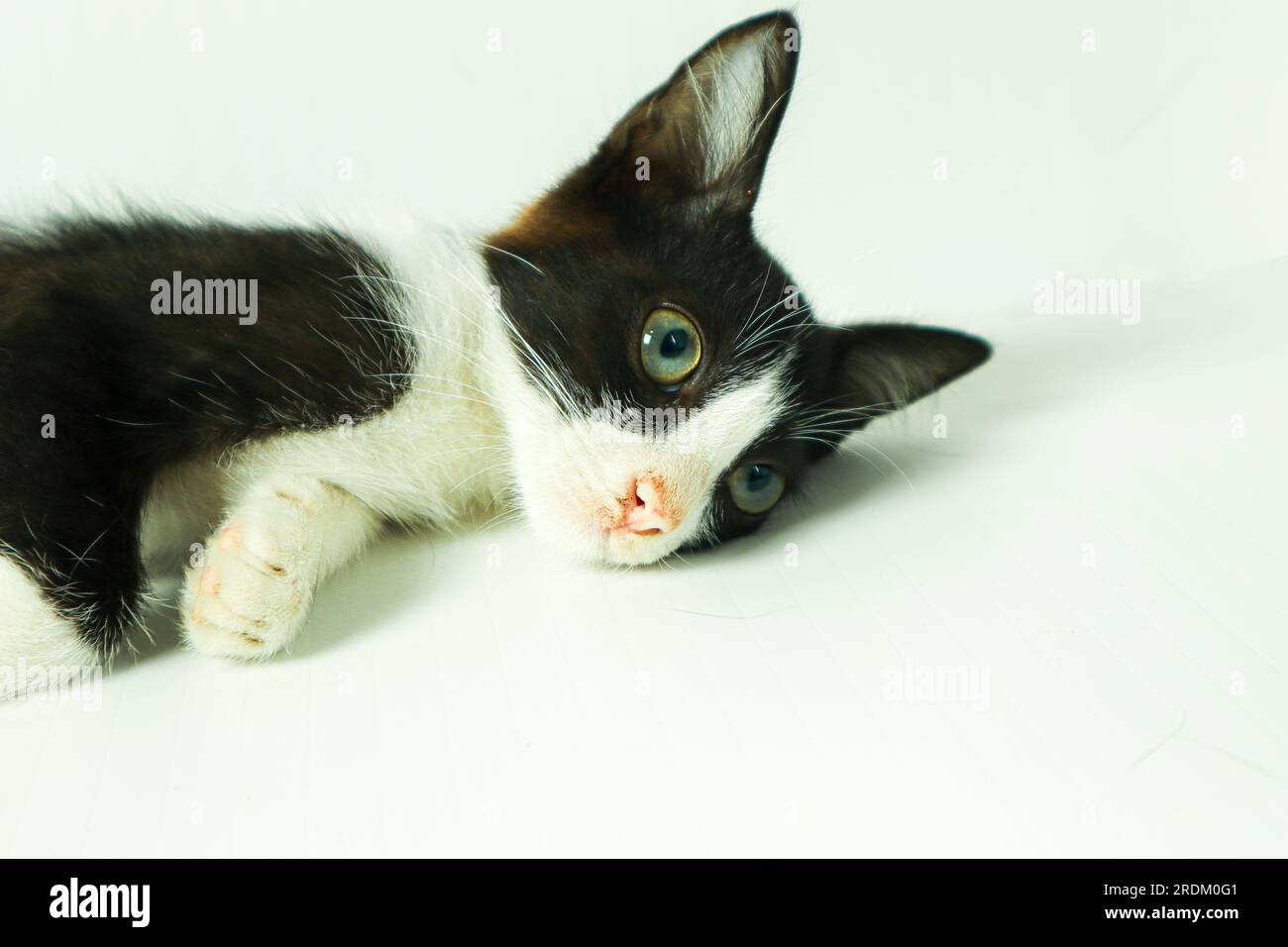Black and white kitten with blue eyes lying on a white background. Stock Photo