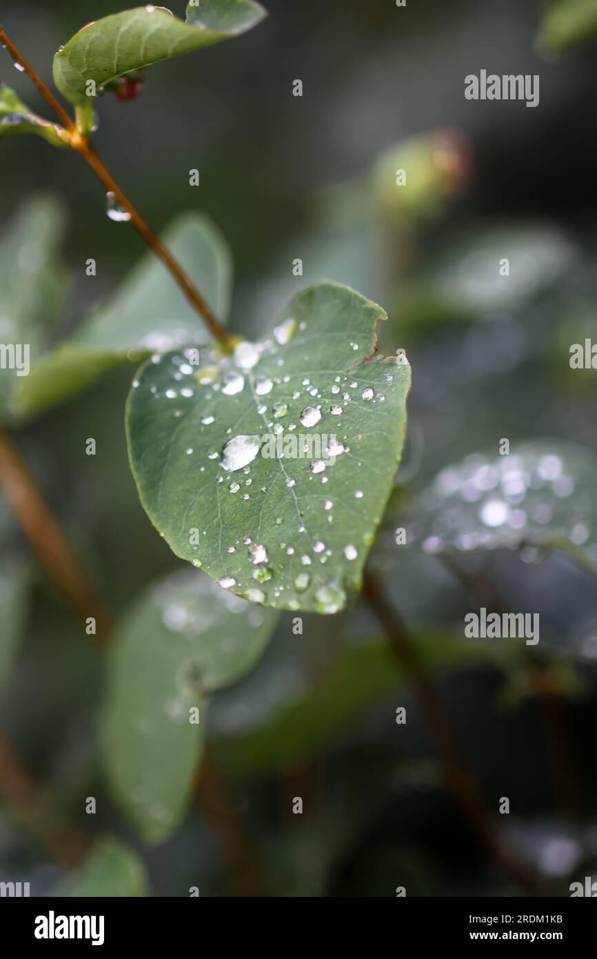 Afternoon Drizzle – Haiku Poem by Anita Bacha – Anita Bacha, image size:866x1390